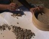 1_ARCHAEOBOTANICAL_RESEARCH_3